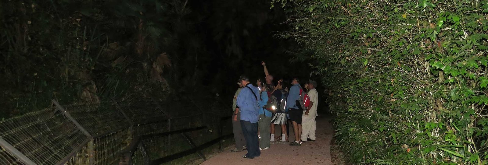 Belize Zoo Nocturnal Tour