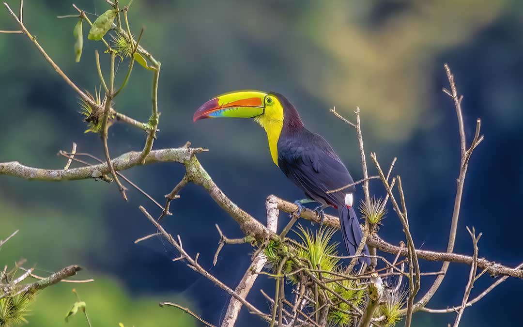 Keel-billed-Toucan