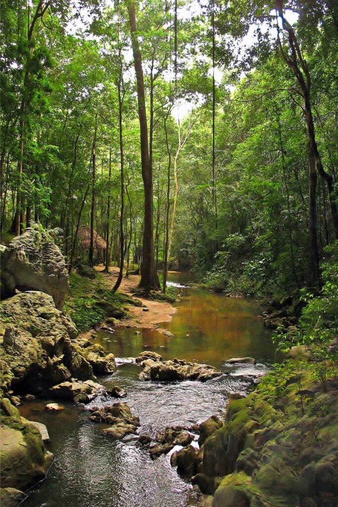 Lush tropical forest surrounding the Barton Creek area, showcasing the natural beauty along the Barton Creek Canoe Tour.