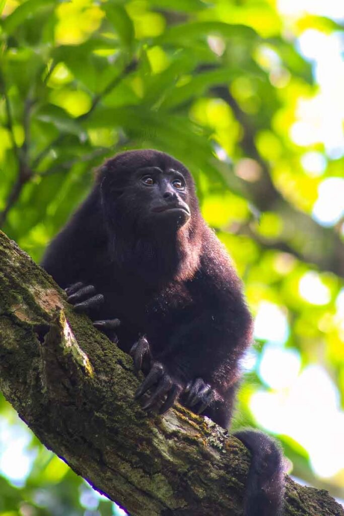 Black Howler Monkey resting in the jungle canopy, a highlight of the Community Baboon Sanctuary in Belize.