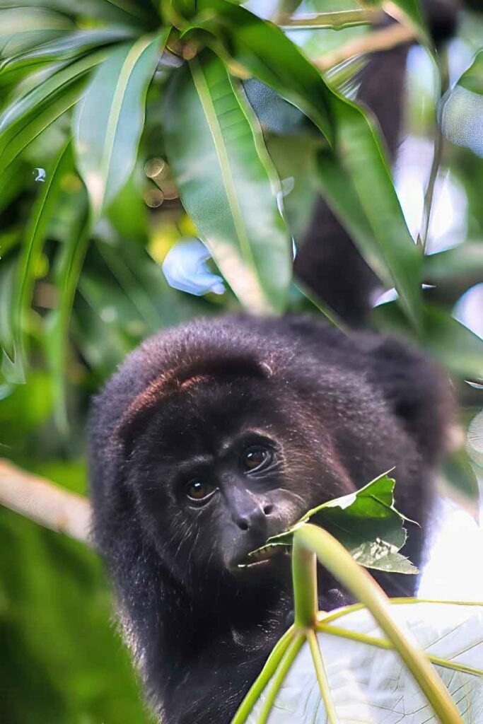 Black Holer Monkey in The Baboom Sanctuary.