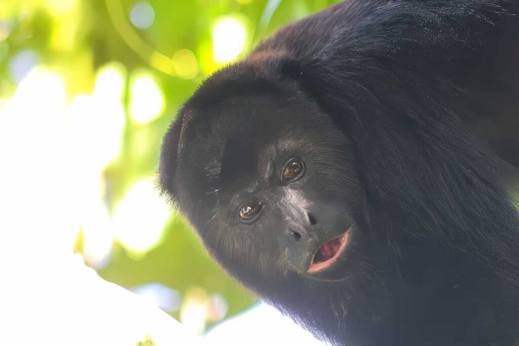 Black Howler Monkey climbing trees at the Baboon Sanctuary