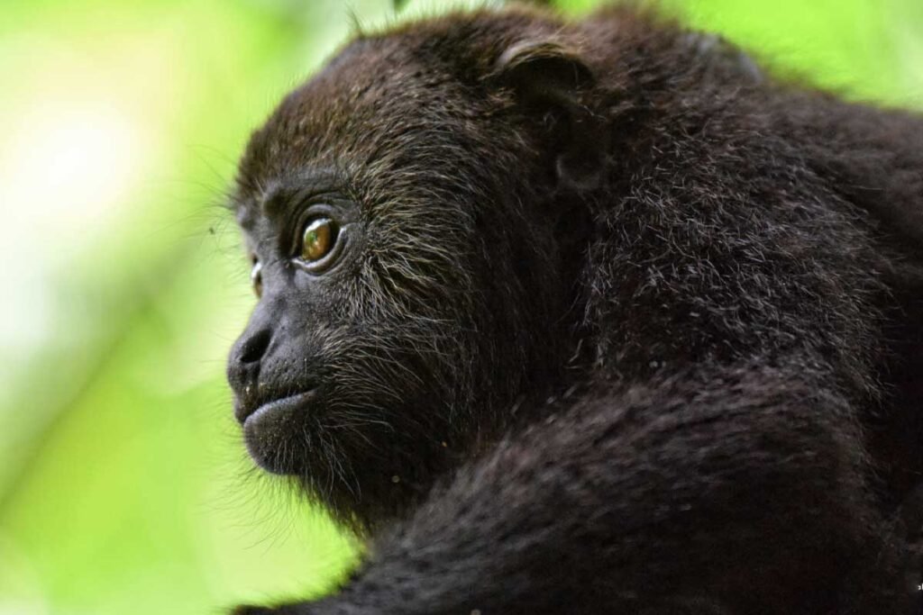 Howler Monkey resting in the jungle canopy, a highlight of the Community Baboon Sanctuary