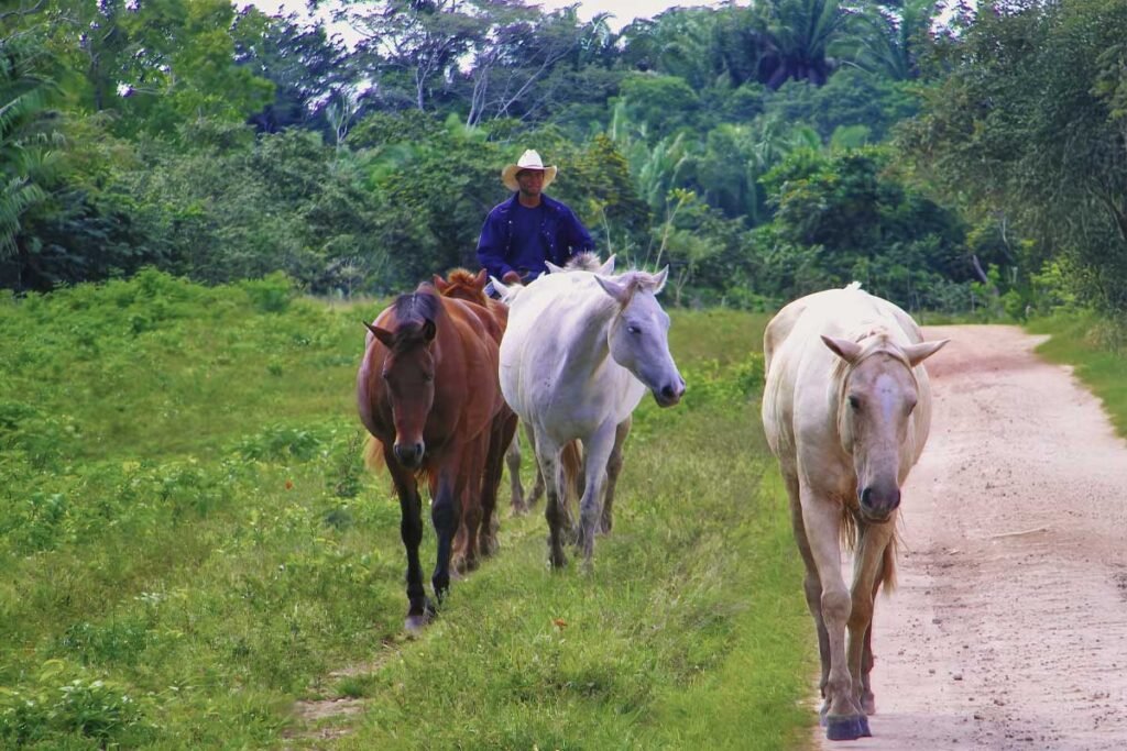 Cowboy with his horses during a Belize horseback riding tour