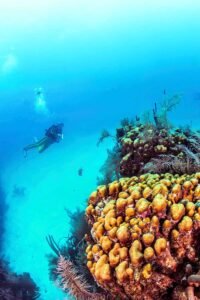 Scuba diver exploring the depths of the Great Blue Hole in Belize, a bucket-list experience on the Blue Hole Diving and Snorkeling Tour Belize.