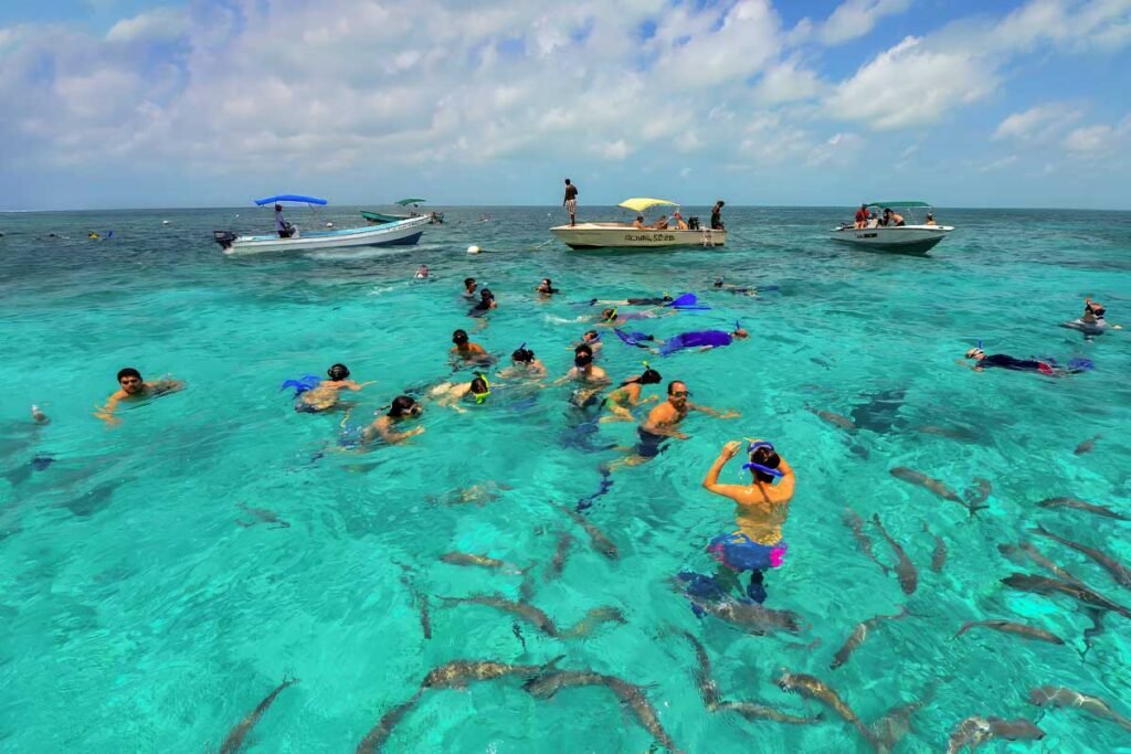 Tourists swimming alongside nurse sharks and colorful fish in the Caribbean waters of Hol Chan, during the Hol Chan and Shark Alley Tour in Belize.