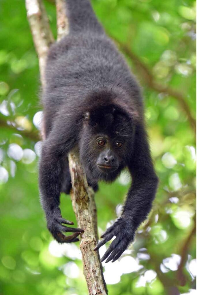 Howler Monkey resting in the jungle canopy, a highlight of the Community Baboon Sanctuary