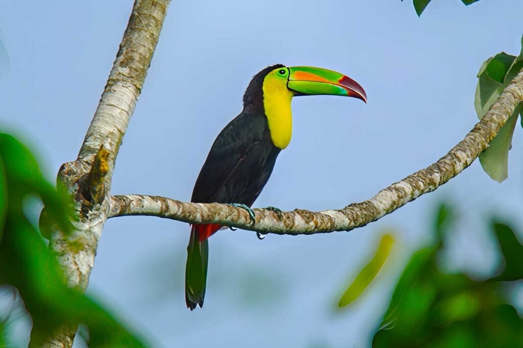 Keel-billed Toucan perched on a Cecropia durign a Horseback Riding tour Belize