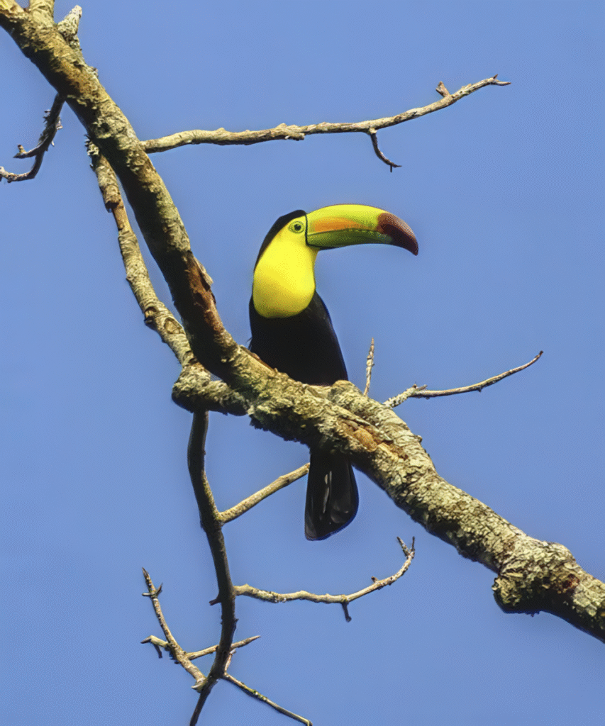 Colorful Keel-billed Toucan, the national bird of Belize, spotted in the rainforest during a Belize Adventure Tour.