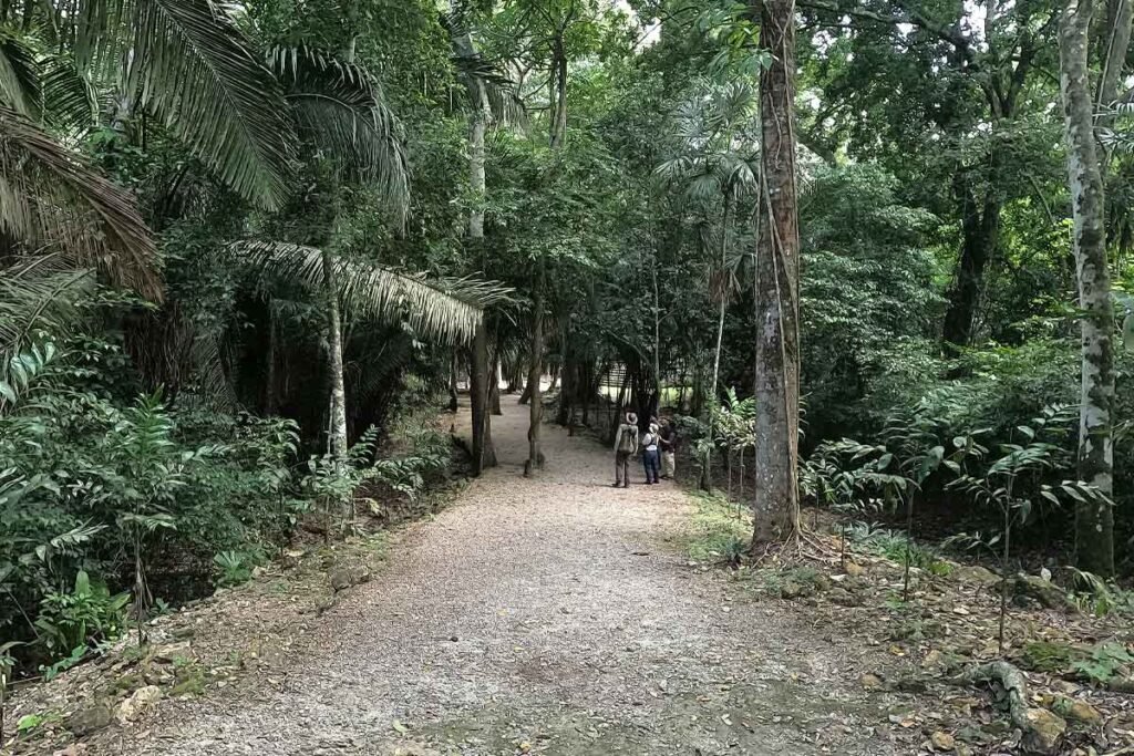 Pathway through the rainforest leading to hidden temples within the Lamanai archaeological reserve in Belize.