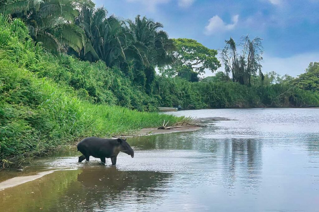 Monkey-River-Tour