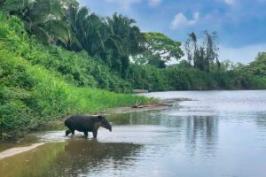 Monkey-River-Tour