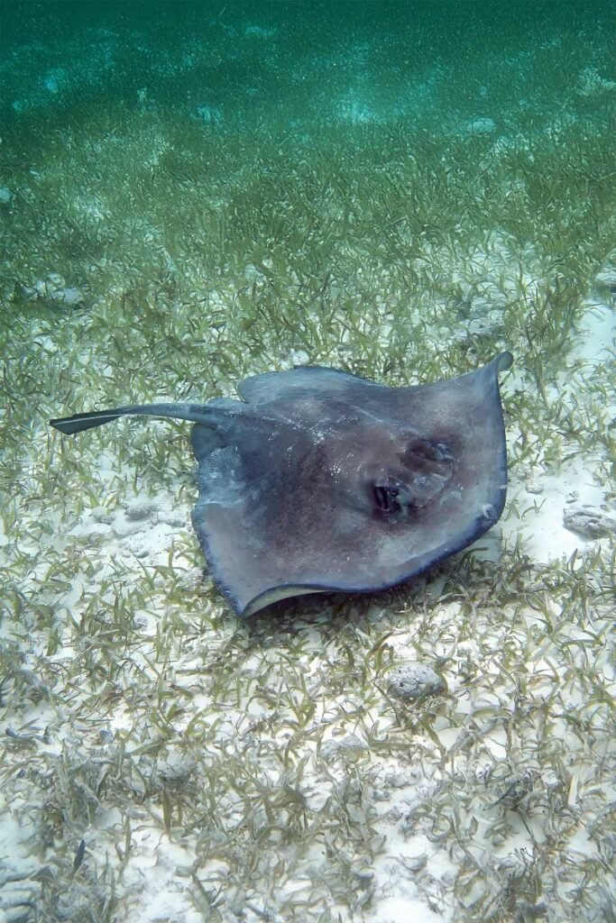 Graceful ray gliding over the sandy seabed at Hol Chan Marine Reserve, a highlight of the Hol Chan and Shark Alley Tour in Belize.