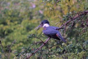 Ringed Kingfisher perched on a tree branch at Crooked Tree, a birdwatching highlight of the Crooked Tree Wildlife Sanctuary Birding Tour in Belize.