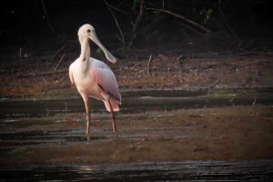 Roseate Spoonbill wading along the lagoon banks at Crooked Tree, a birdwatching highlight of the Crooked Tree Wildlife Sanctuary Birding Tour.