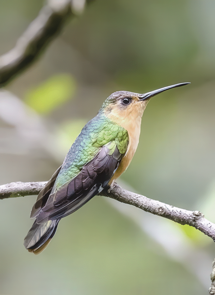 Rufous Sabrewing