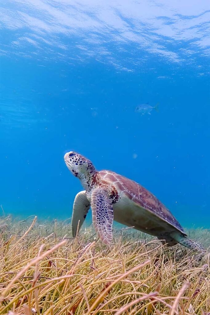 Sea turtle gliding through the coral reef at Hol Chan Marine Reserve, a memorable sight on the Hol Chan and Shark Alley Tour in Belize.