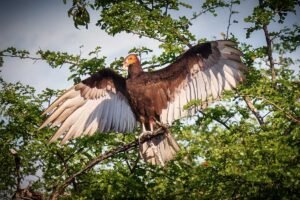 Yellow-headed lesser vulture spreading its wings at Crooked Tree, a remarkable sight on the Crooked Tree Wildlife Sanctuary Birding Tour in Belize.