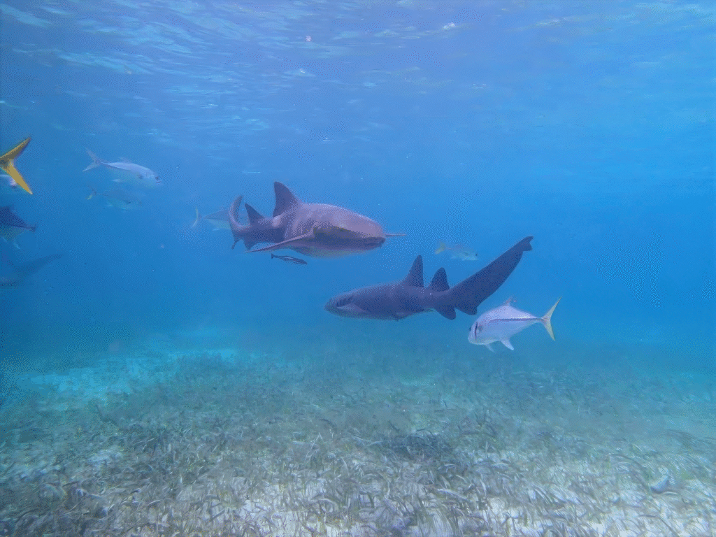 Nurse shark gliding peacefully through the clear blue waters near Caye Caulker Island Belize, showcasing the vibrant marine life of the Belize Barrier Reef