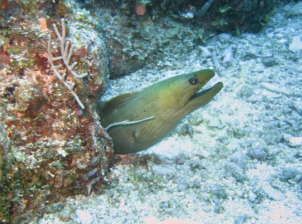 Moray eel emerging from its reef cave near Ambergris Caye, Belize, surrounded by vibrant marine life on the Belize Barrier Reef.