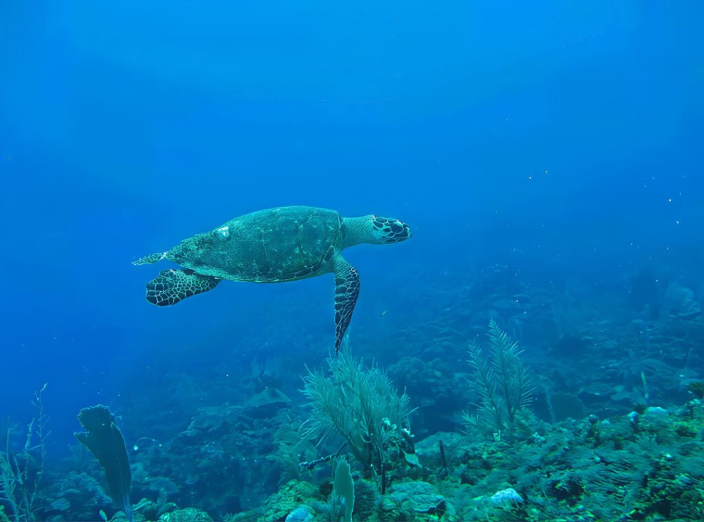 Sea turtle swimming in the clear blue waters off Caye Caulker Island, Belize