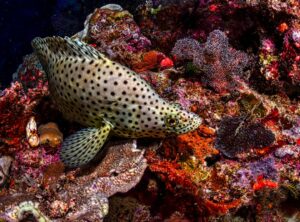 A Humpback Grouper at a Coral Reef