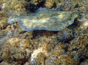 Peacock flounder camouflaged on the reef at Half-Moon Caye, Lighthouse Atoll, part of the Atolls and Outer Cayes, Belize