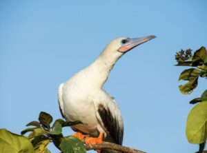Scenic island with white-sand beaches and turquoise Caribbean waters — a perfect destination featured in Belize vacation packages for couples.