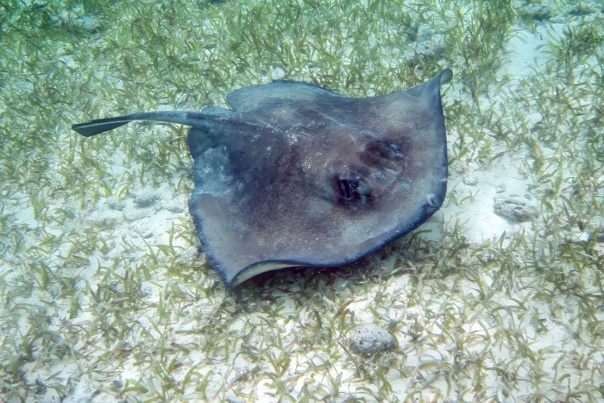 Manta ray swimming above the Belize Barrier Reef near Ambergris Caye
