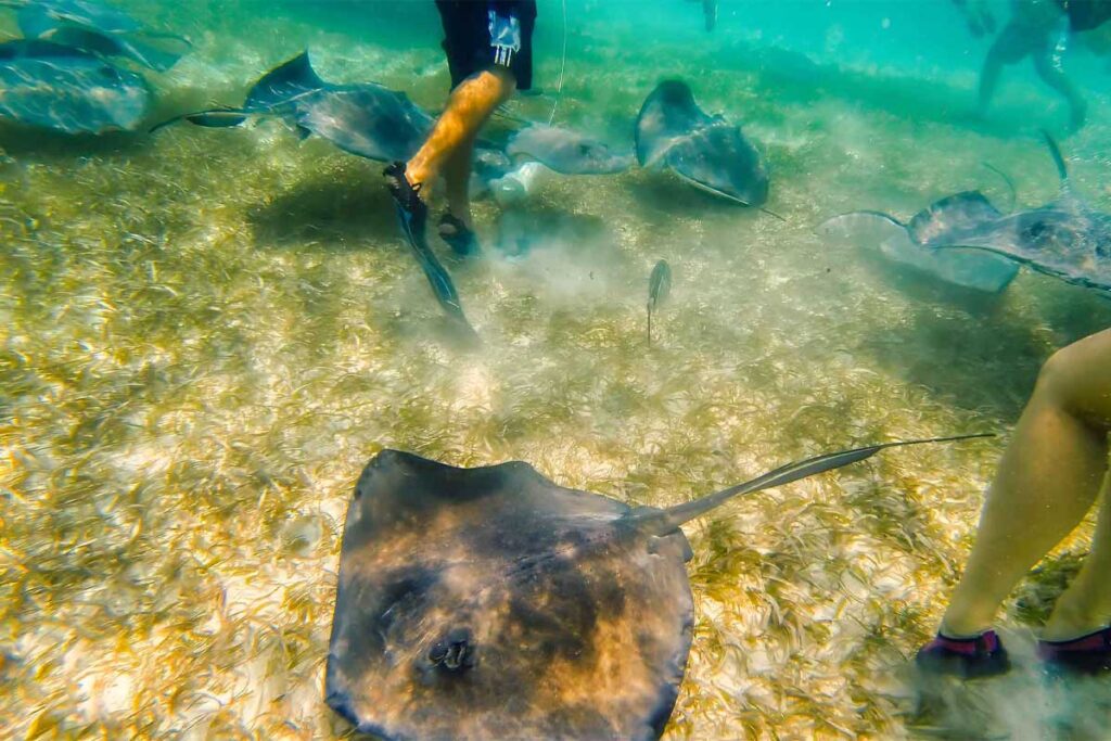 Reef-Adventure-Belize - Authentic Travel Belize Group snorkeling on Ambergris Caye snorkeling trips near the Belize Barrier Reef