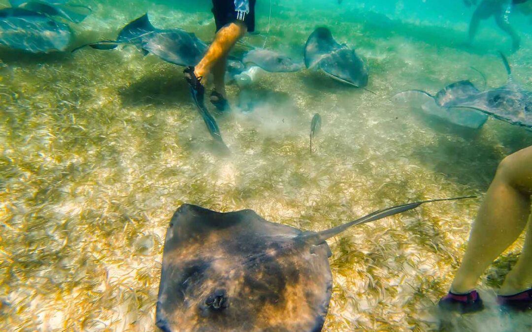 Ambergris Caye Snorkeling Trips vs Turneffe Atoll Reef