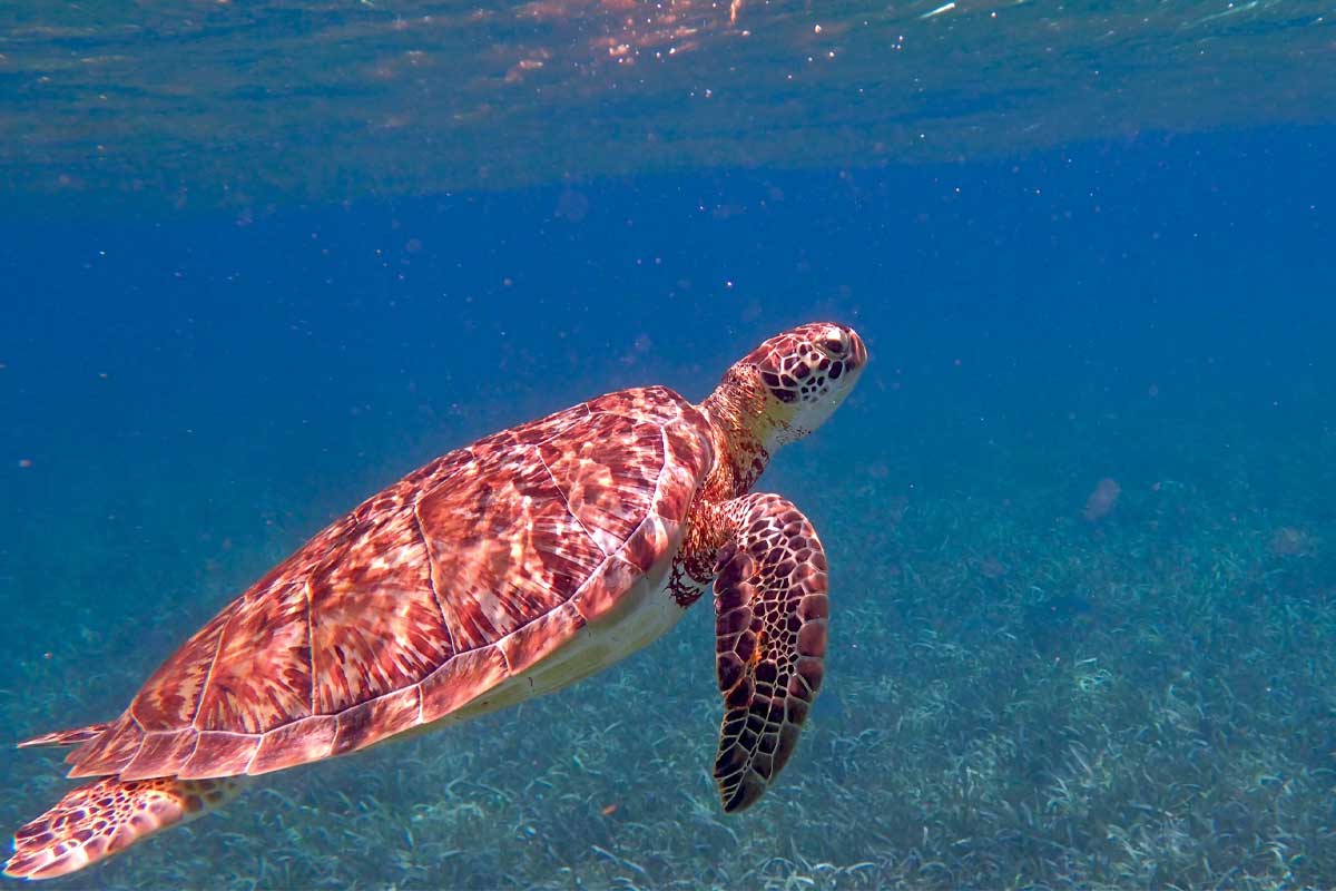 Sea turtle swimming during Ambergris Caye snorkeling trips in Belize