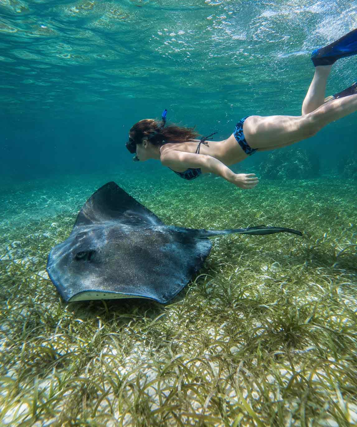Snorkeing-in-Belize Young woman snorkeling with a stingray in the Belize Barrier Reef during a Belize Sailing Vacations adventure in crystal-clear Caribbean waters.