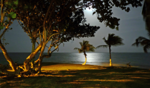 Moonlit beach at night with calm water, palm trees on the shore, and warm ground lighting illuminating the trunks in the foreground.