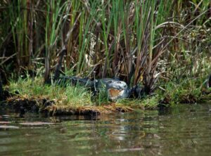 Morelet’s crocodile resting on the shores of the New River during an Orange Walk Belize wildlife experience.