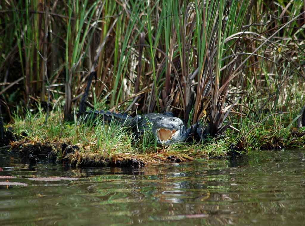 Morelet’s crocodile resting on the shores of the New River during an Orange Walk Belize wildlife experience.