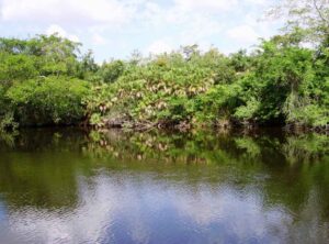 New-River-Orange-Walk-Belize