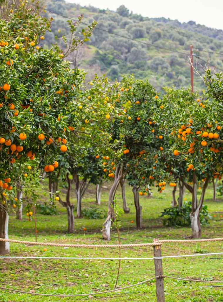 Orchard with orange trees bearing ripe fruit, open grassy ground, and a rope-and-post fence in the foreground; hills in the background.