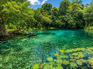 Clear turquoise lake edged by dense green trees, with lily pads floating on the water surface.