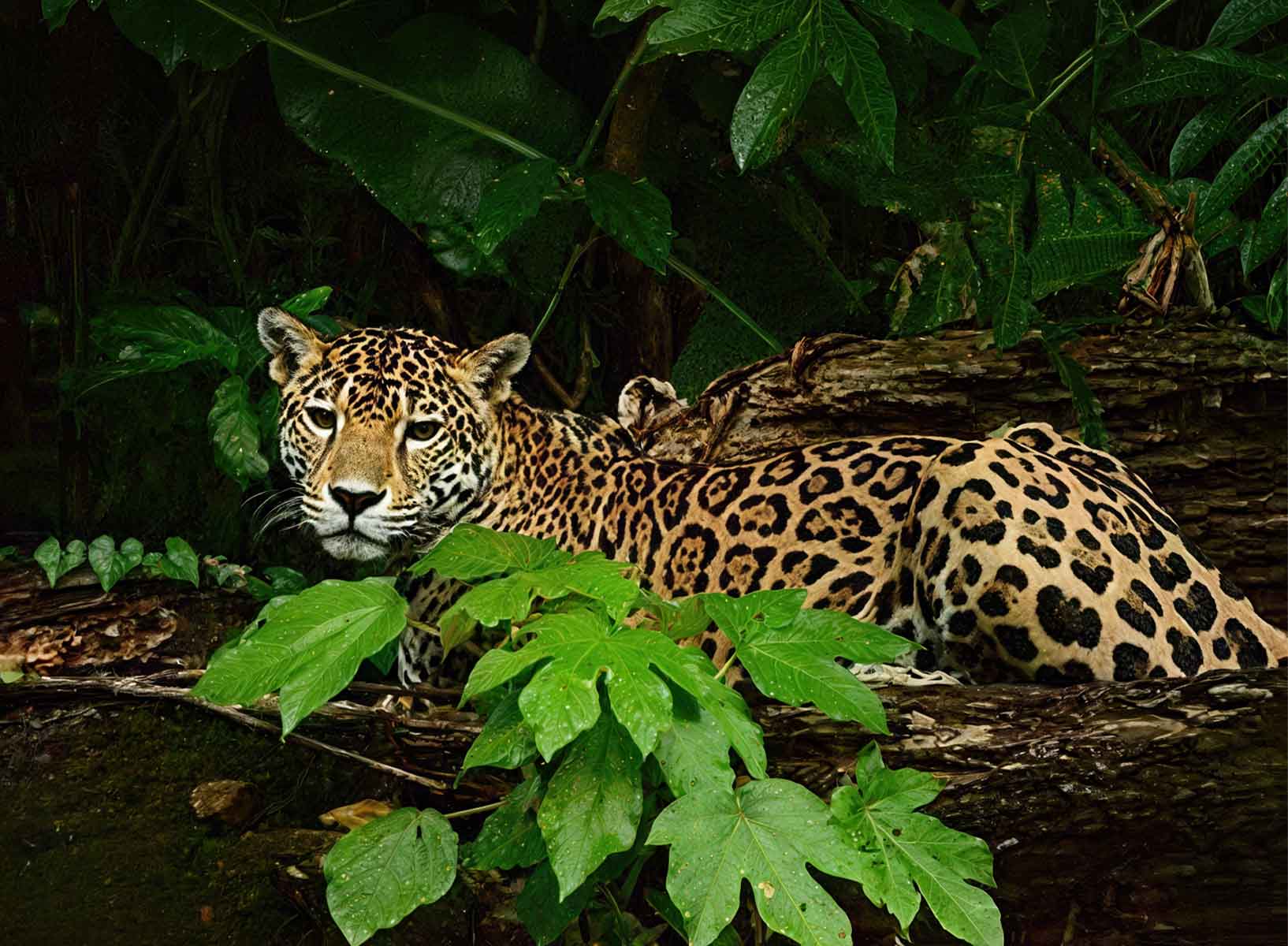 Belize-Jaguar Jaguar resting among dense jungle foliage during a Belize Rainforest, Reef & Wildlife journey focused on realistic wildlife interpretation.