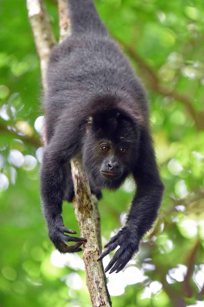 Black-Howler-Monkey Black howler monkey in the Belize rainforest during a Belize luxury and boutique travel wildlife experience.