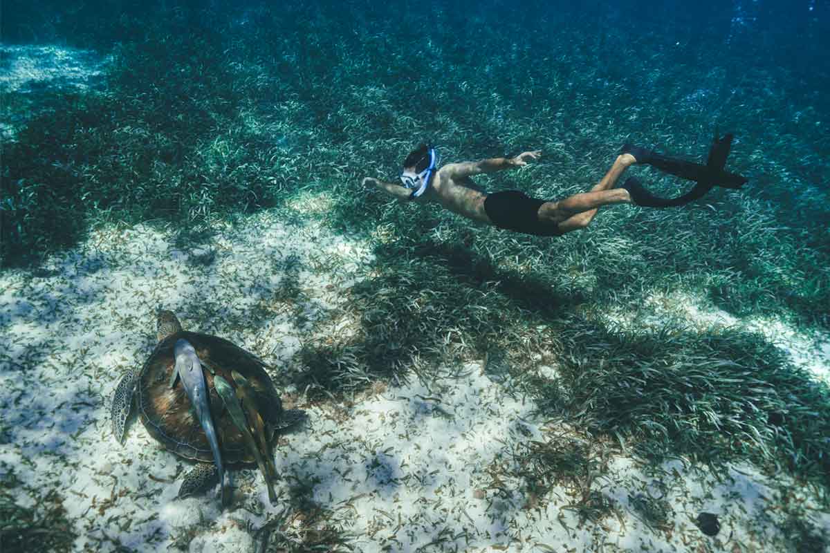 Belize Luxury and Boutique Travel Reef Experience Snorkeler observing a sea turtle in clear Caribbean waters during a Belize luxury and boutique travel experience.